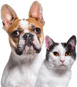 Dogburry- Peanut Butter